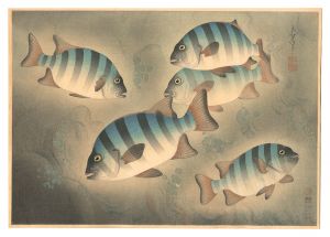大野麥風「大日本魚類画集　第ニ輯ノ六 イシダイ」