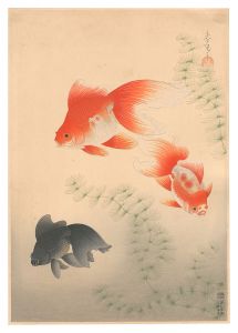Fish of Japan / No. 12 of Volume 1: Goldfish / Ono Bakufu