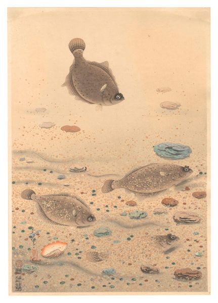 Ono Bakufu “Fish of Japan / No. 11 of Volume 1: Halibut”