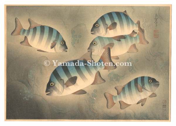 大野麥風「大日本魚類画集　第ニ輯ノ六 イシダイ」