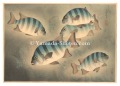 Fish of Japan / No. 6 of Volum......