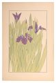 Water iris