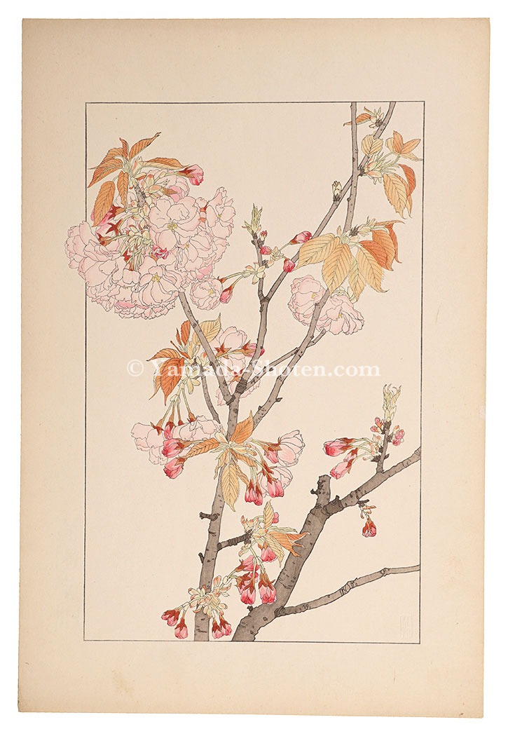 Sugiura Hisui “Double Cherry Blossom”