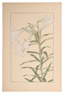 杉浦非水「鉄砲百合」