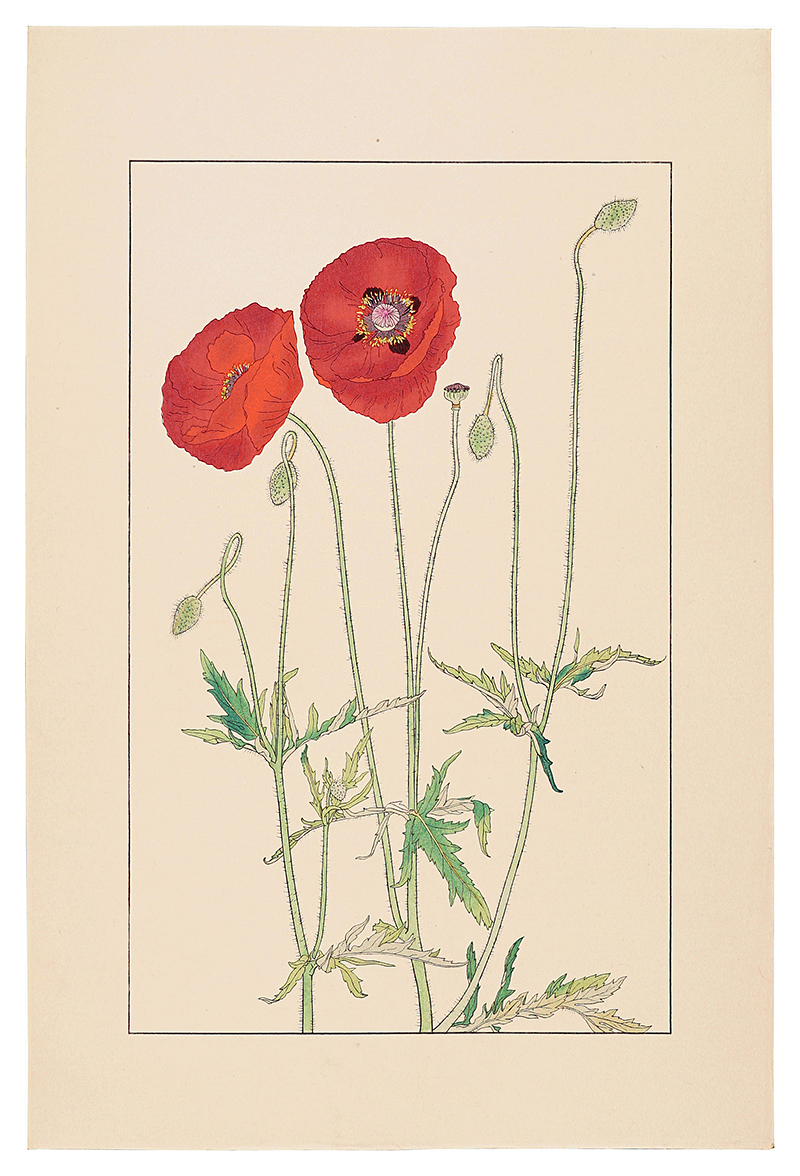 Sugiura Hisui “Shirley Poppy,Corn Poppy”