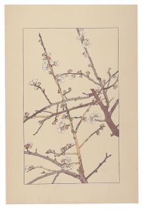 Plum / Sugiura Hisui