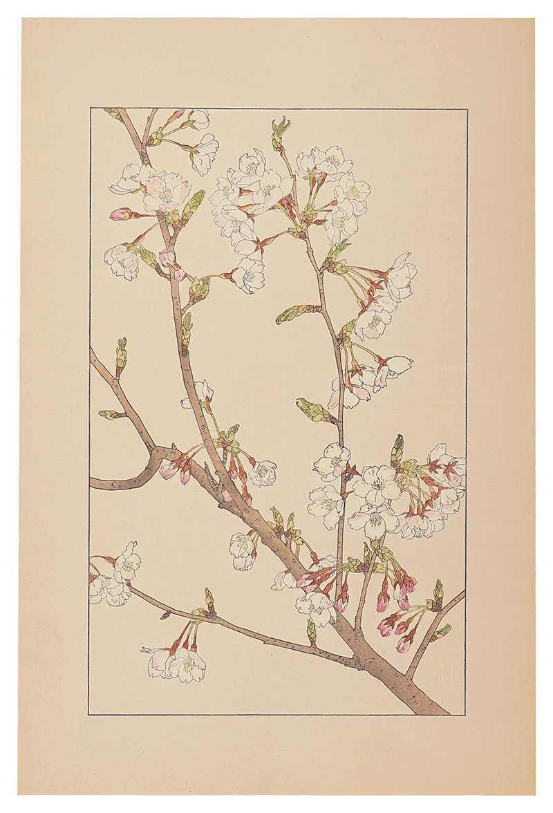 Sugiura Hisui “Japanese Cherry ”