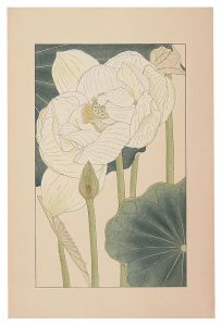 Lotus / Sugiura Hisui