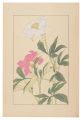 Peonｙ