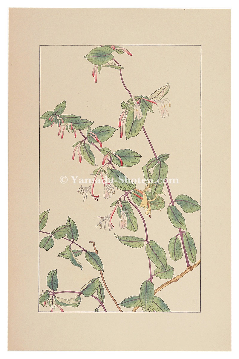 Sugiura Hisui “Honeysuckle”