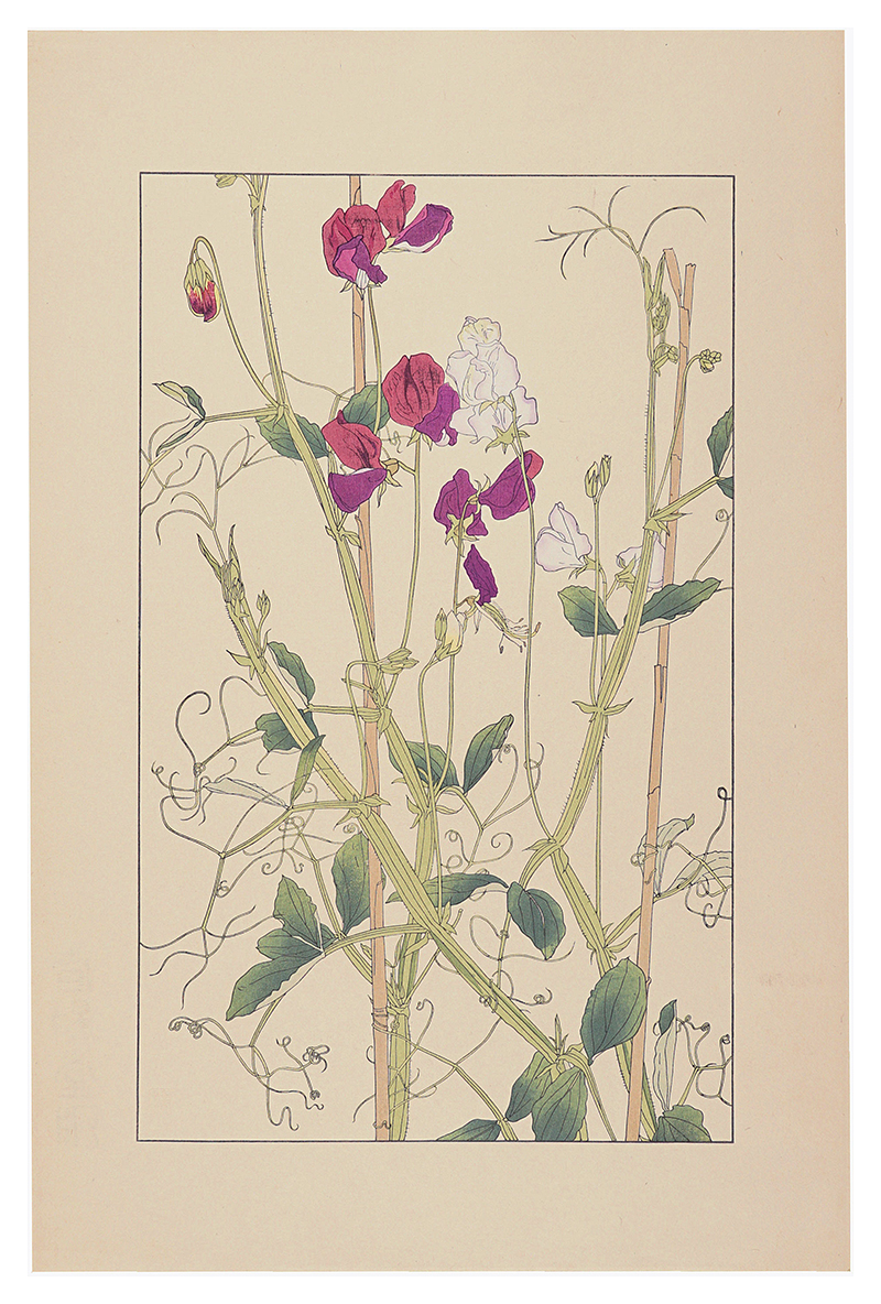 Sugiura Hisui “Sweet pea”