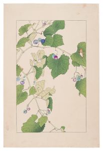 Ampelopsis / Sugiura Hisui