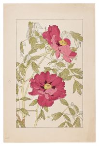 Peony / Sugiura Hisui