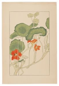 Nasturtium / Sugiura Hisui
