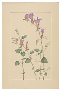 Meehania urticifolia / Sugiura Hisui