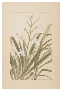  Iris Japonica  / Sugiura Hisui