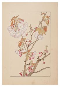 Double Cherry Blossom / Sugiura Hisui