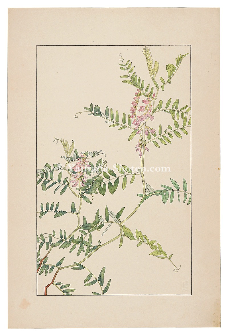 杉浦非水「草藤」