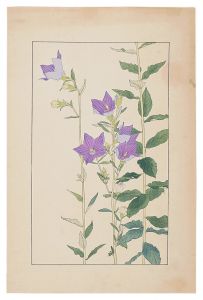 Balloon Flower / Sugiura Hisui