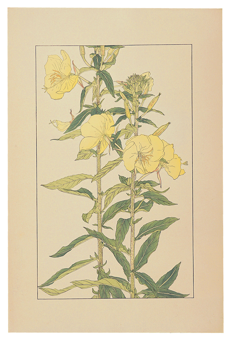 Sugiura Hisui “Evening Primrose”