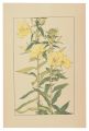Evening Primrose