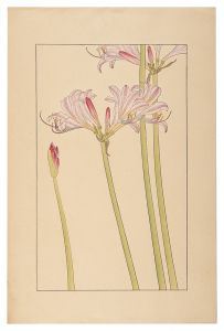 Lycoris / Sugiura Hisui