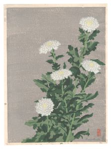 White Chrysanthemum / Maeda Masao