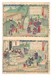 大日本物産図会　山城国宇治茶摘図一 宇治茶製之図二　／　広重三代