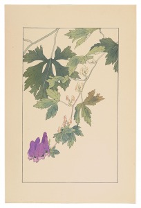 杉浦非水「やまとりかぶと」