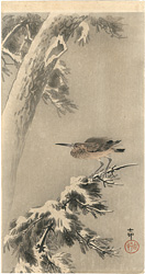 雪松に星五位 ／ 小原古邨（祥邨）